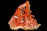 Bright Orange Crocoite Crystal Cluster - Tasmania #129101-3